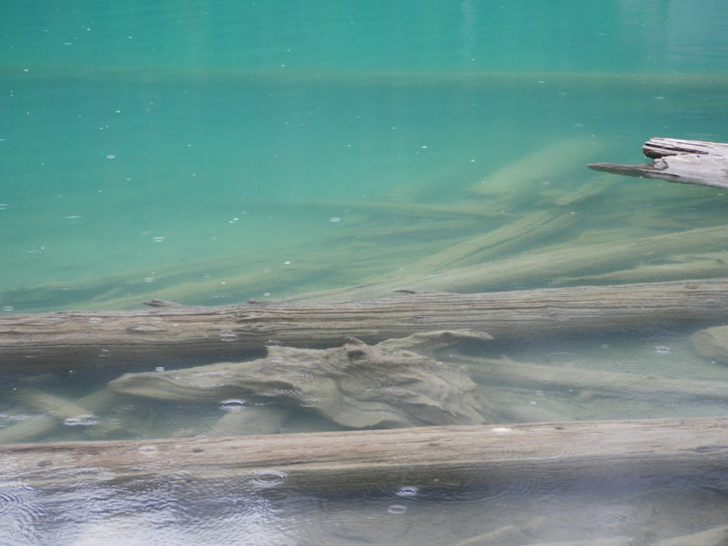 Logs under the water