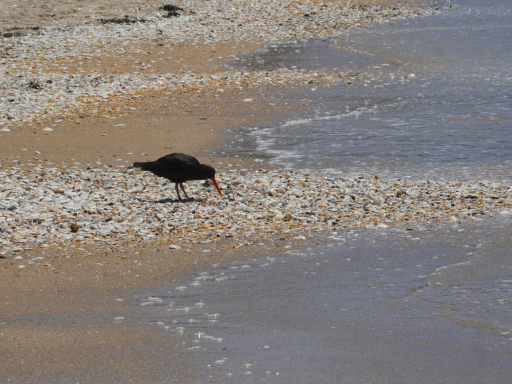 Oyster catcher