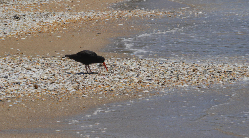 Oyster catcher