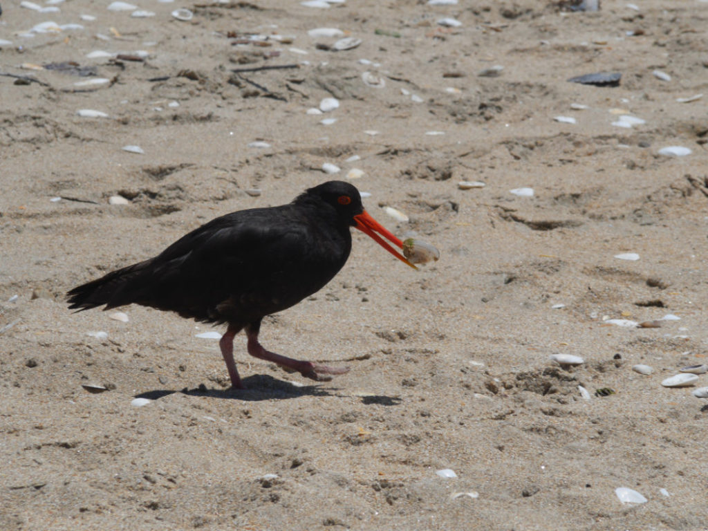 Oyster catcher with a shell