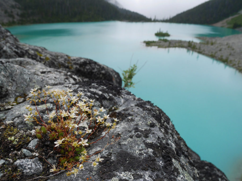 Flowers above Upper Joffre Lake