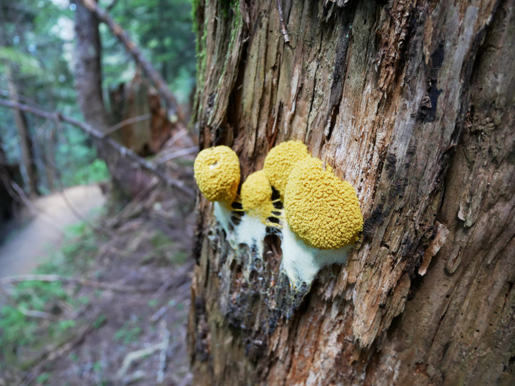 Amazing fungi