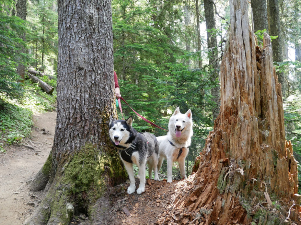 Friendly faces on the Skyline divide trail