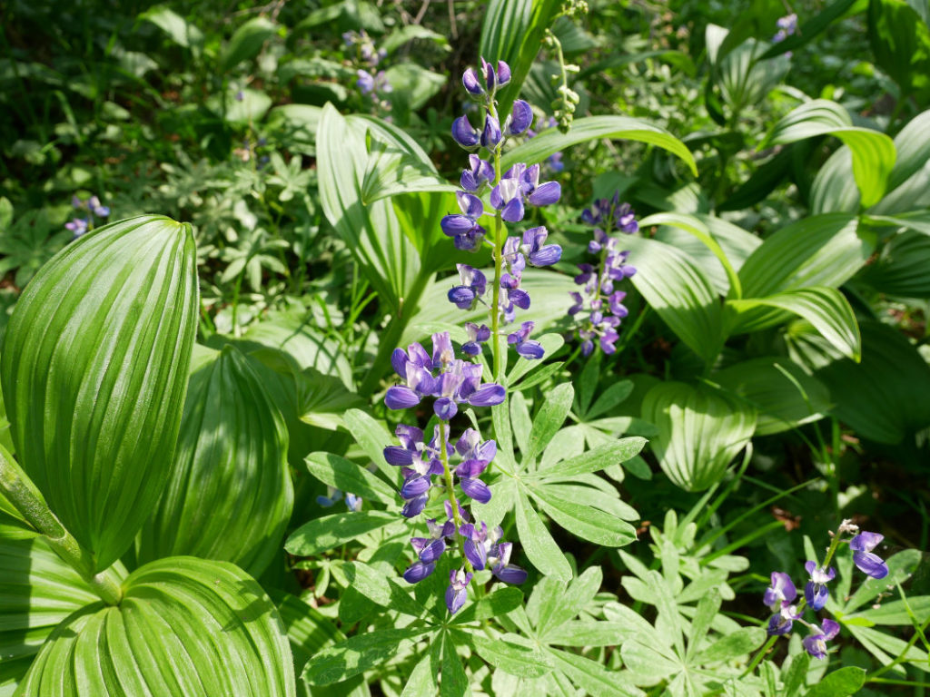 Wild Lupins (mum taught me this one!)