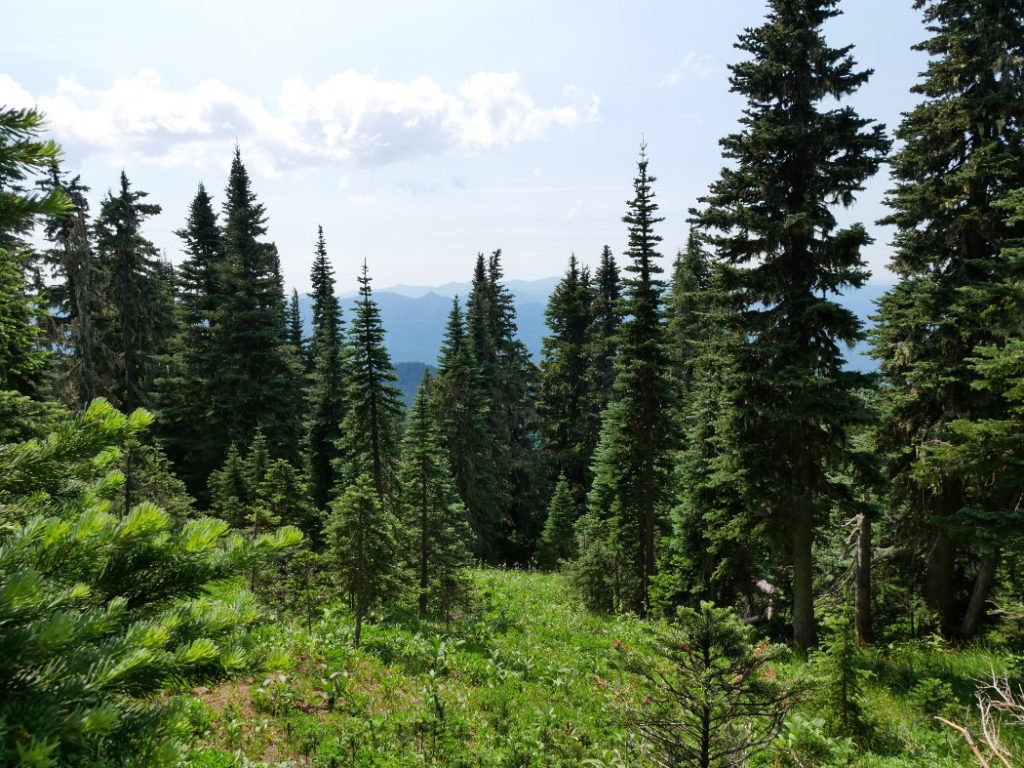 Meadows