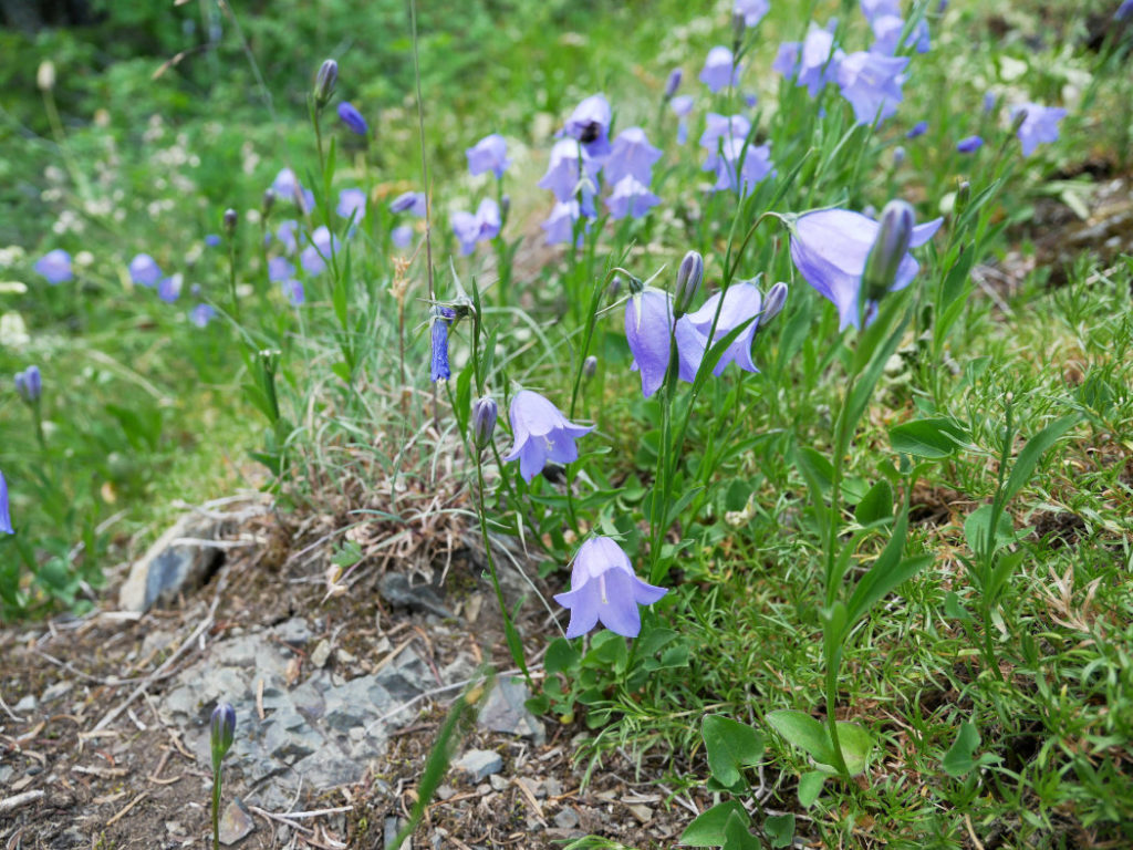 More pretty alpine flowers