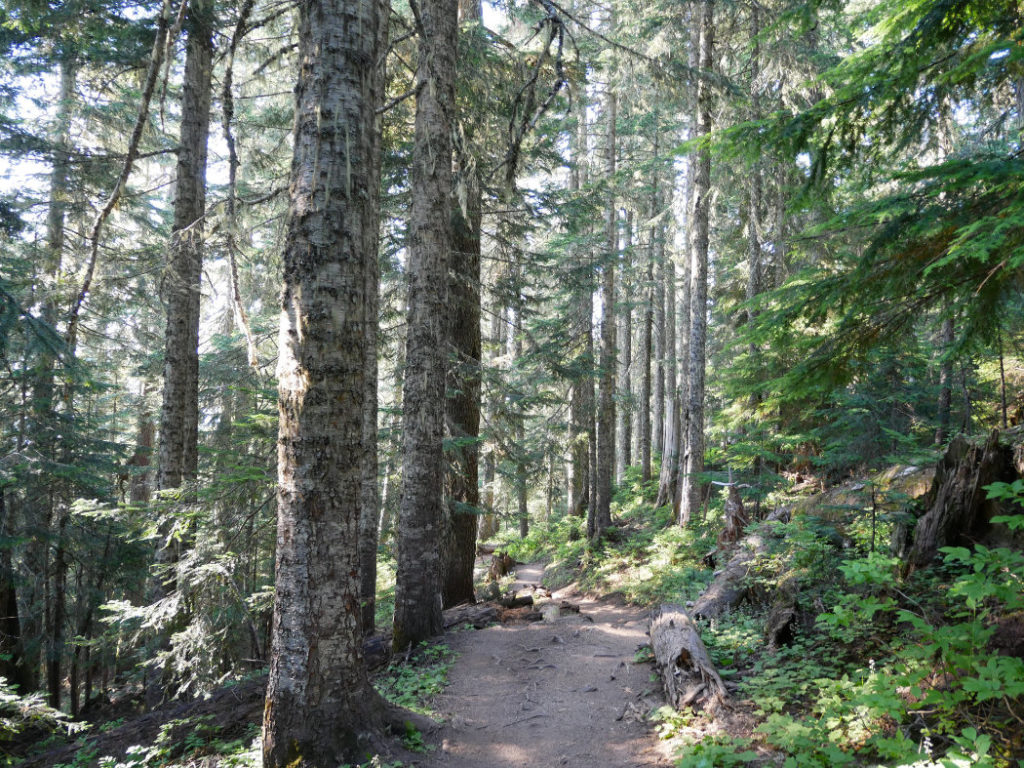Forest