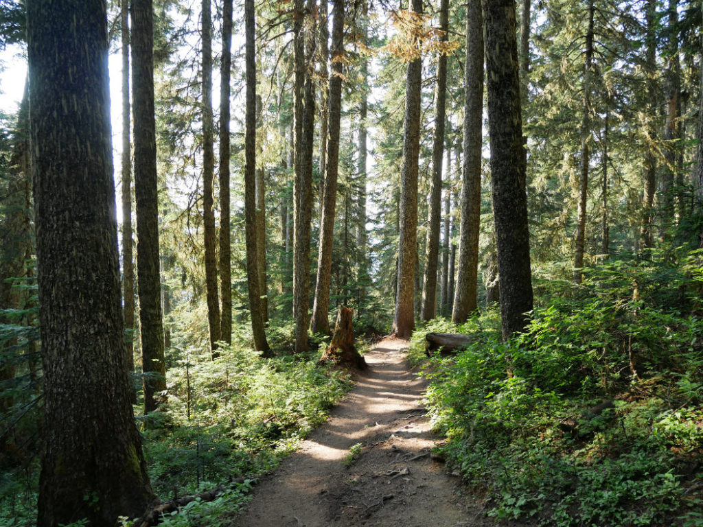 Forest views