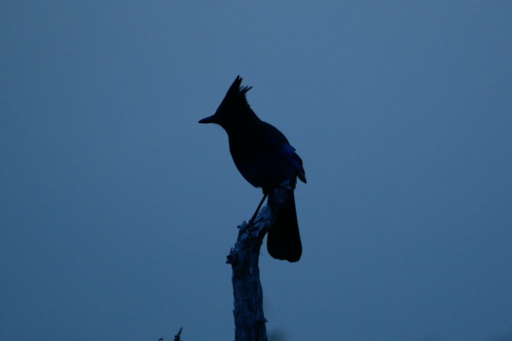 Blue jay