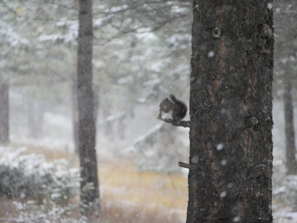Squirrel in the snow - hoodoos trail