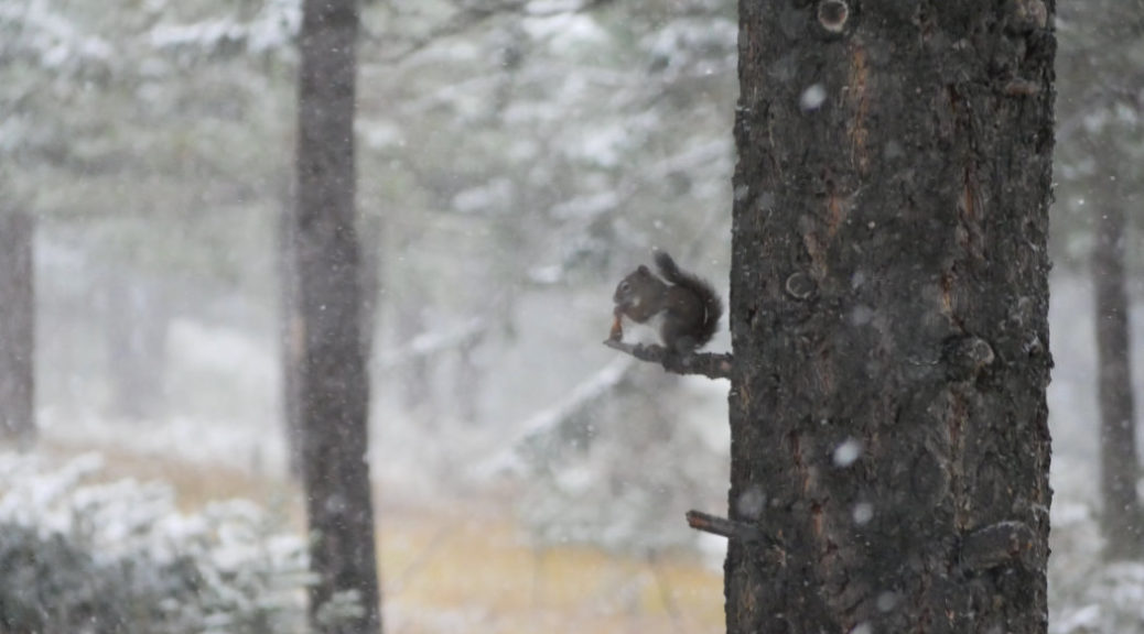 Squirrel in the snow - hoodoos trail
