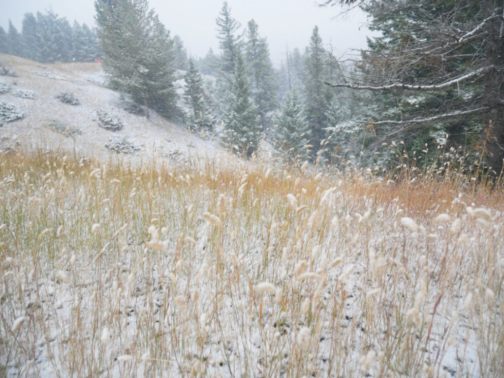 Grass on the Hoodoo trail
