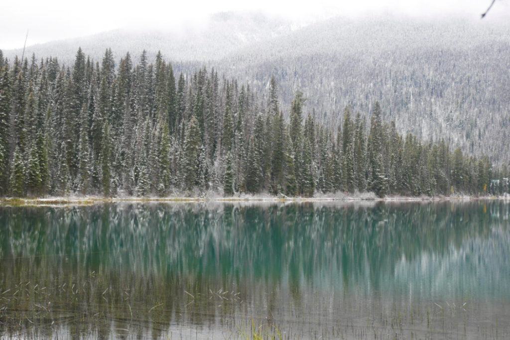 Tree reflections