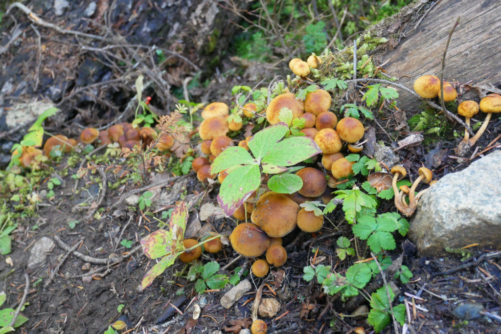 Mushrooms near Joffre Lakes