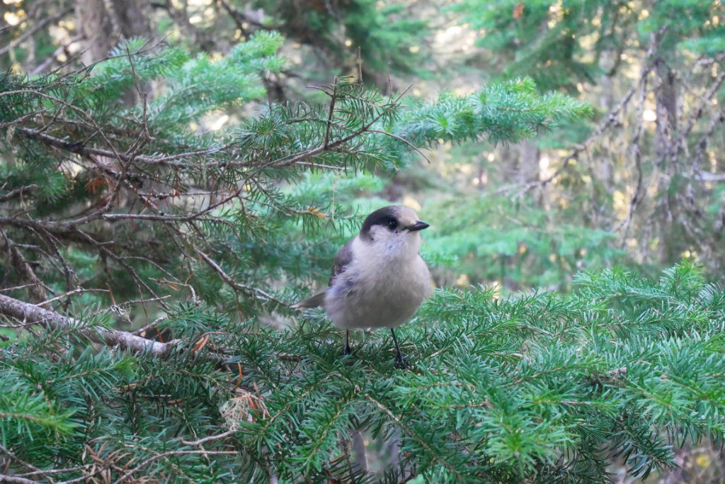 Joffre Lakes bird dude