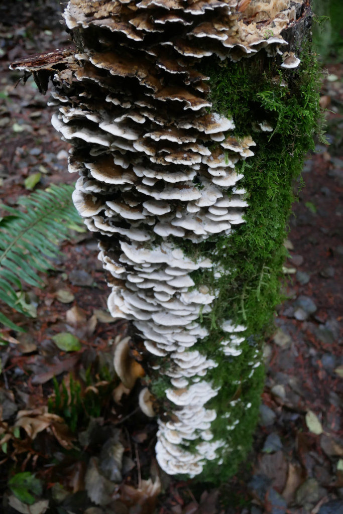 Mushroom covered trees