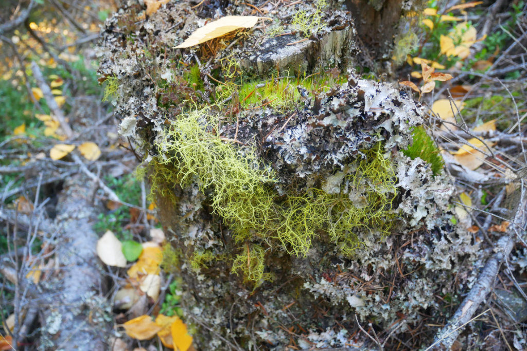 Lichen and moss