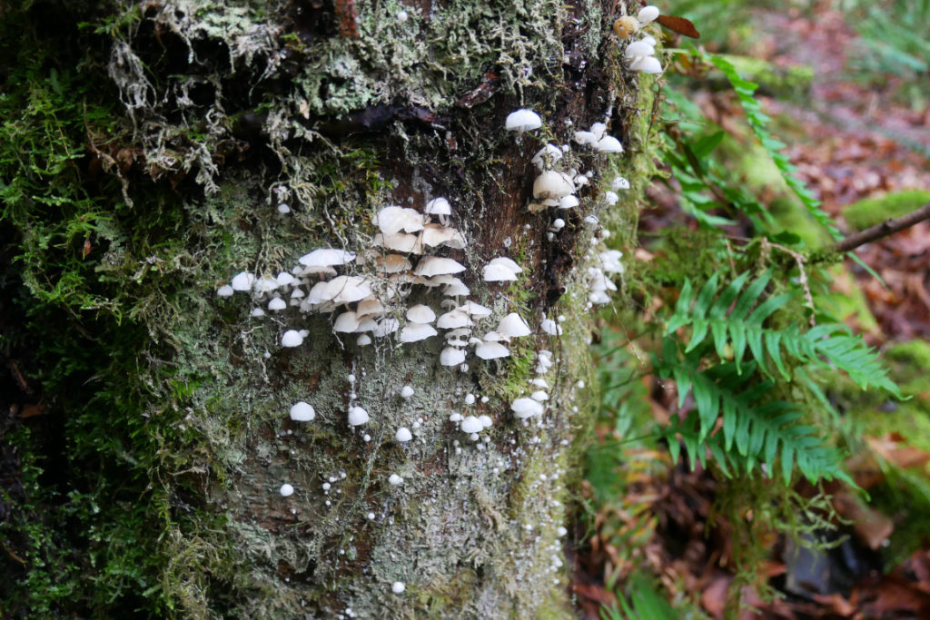 Mushrooms on Mount Daniel trail