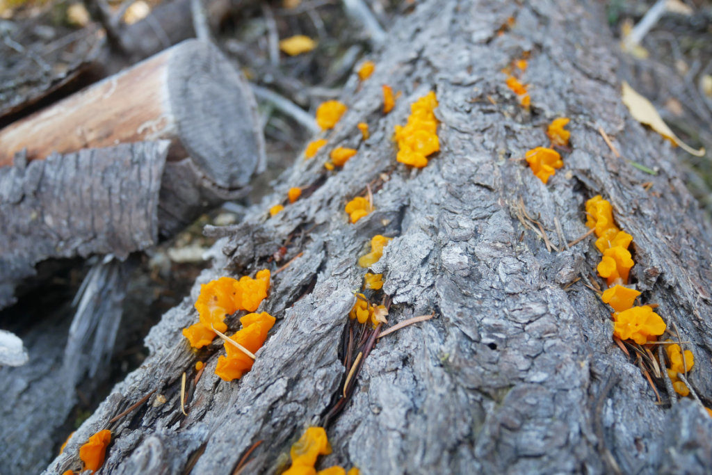 Strange orange fungi