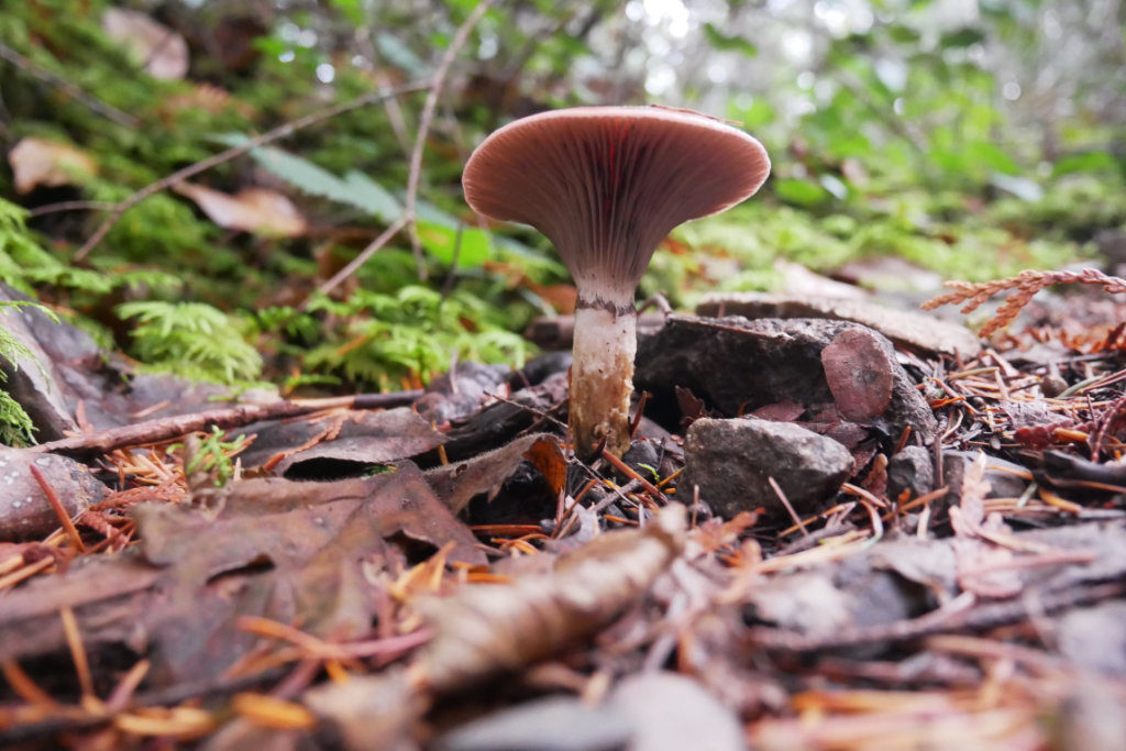 mushrooms on Mount Daniel trail