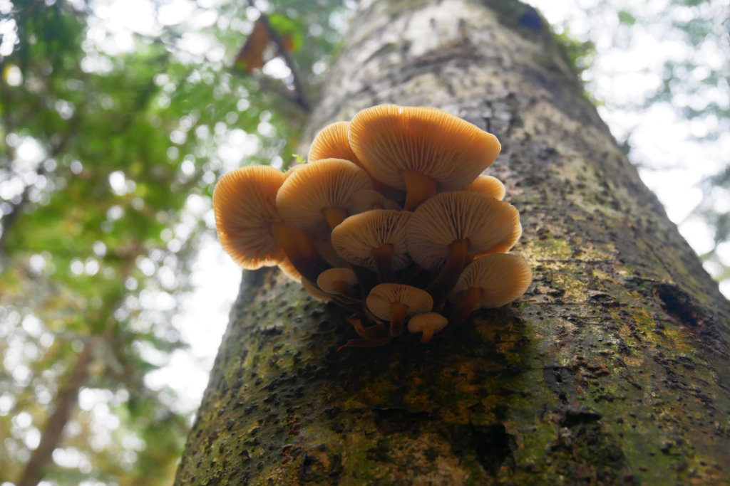 mushrooms on Mount Daniel trail
