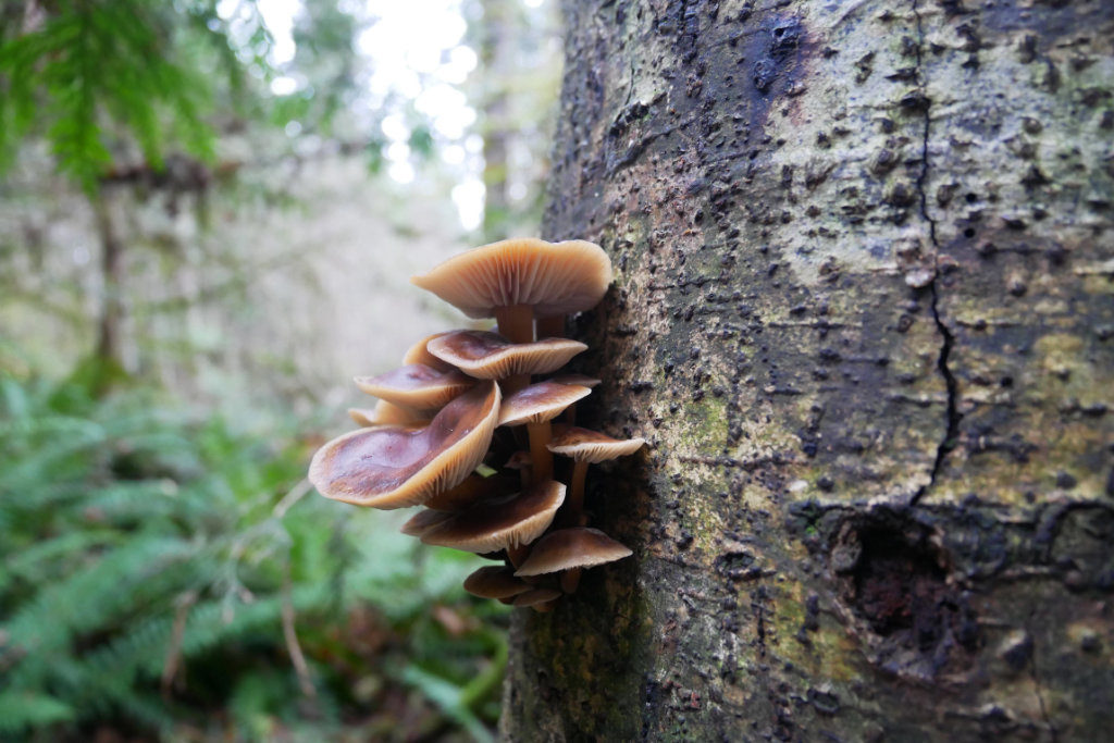 mushrooms on Mount Daniel trail