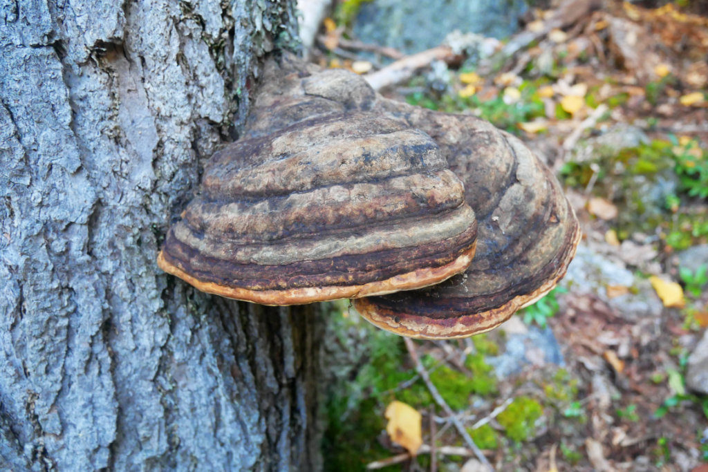 Giant Mushrooms