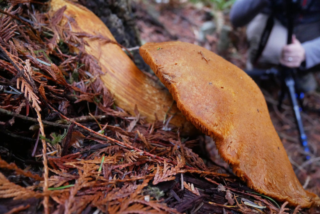 Side view of the massive mushroom