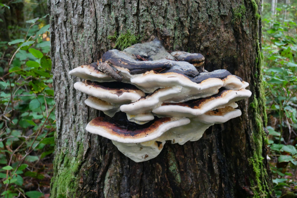 a HUGE polypore mushroom