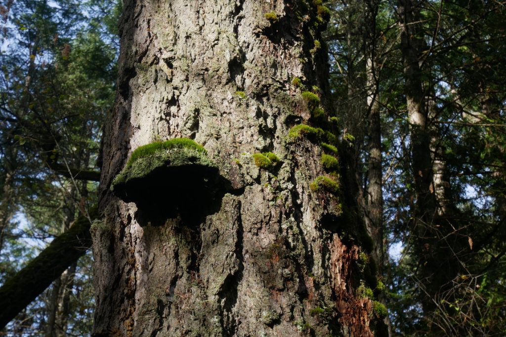 Mossy covered polypores