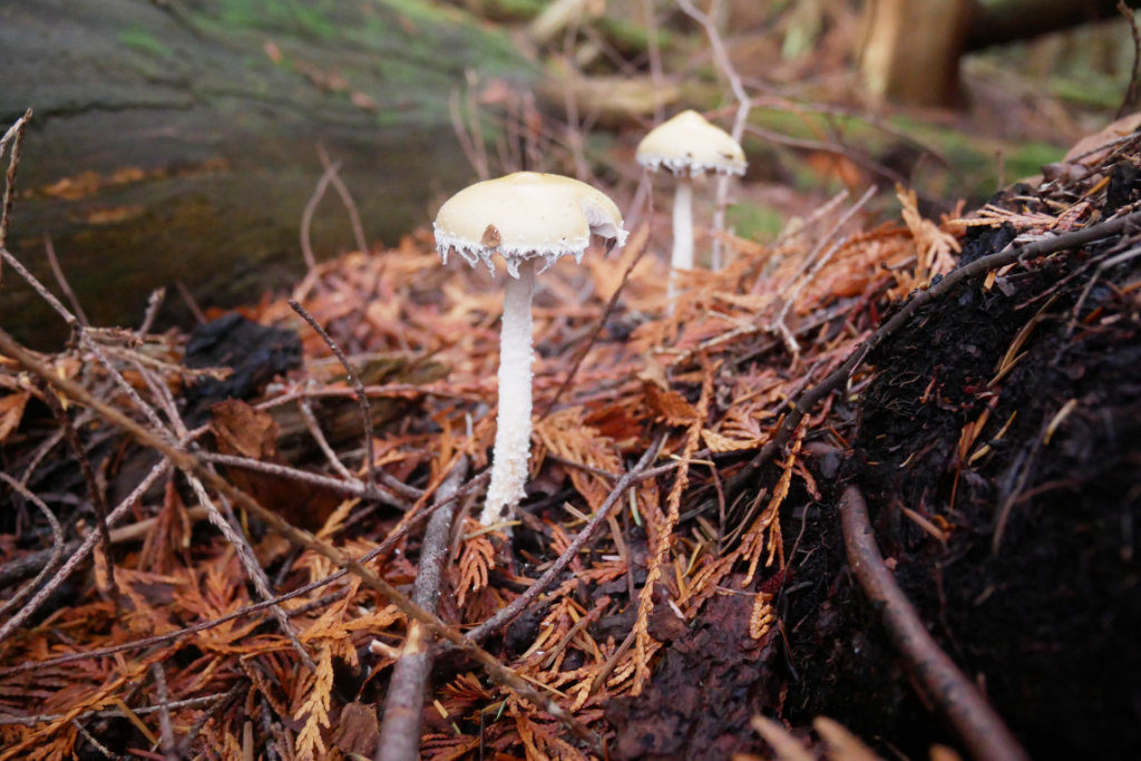 Frilly white mushrooms