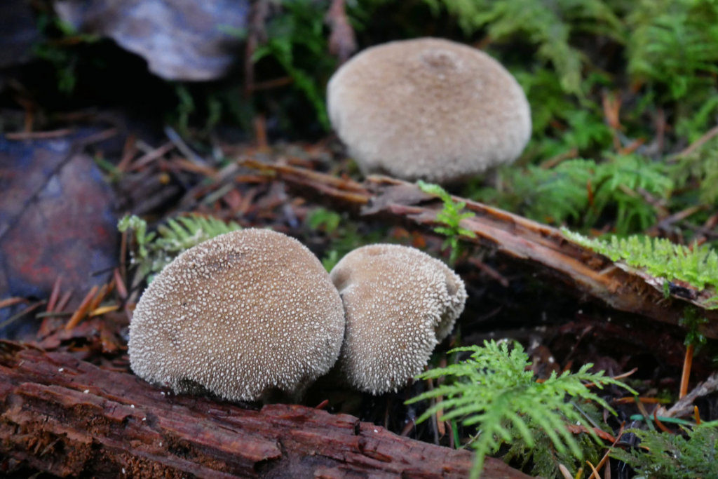 Puffy mushrooms