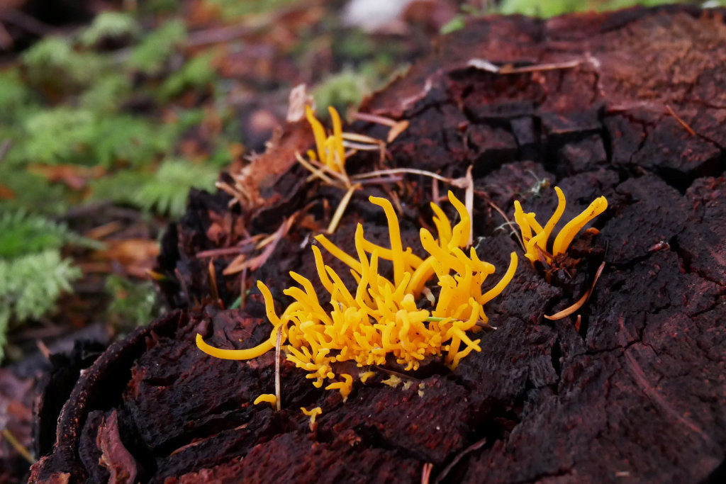Crazy orange filament mushrooms
