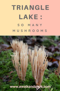 Triangle Lake trail full of mushrooms