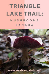 Triangle Lake trail full of mushrooms 