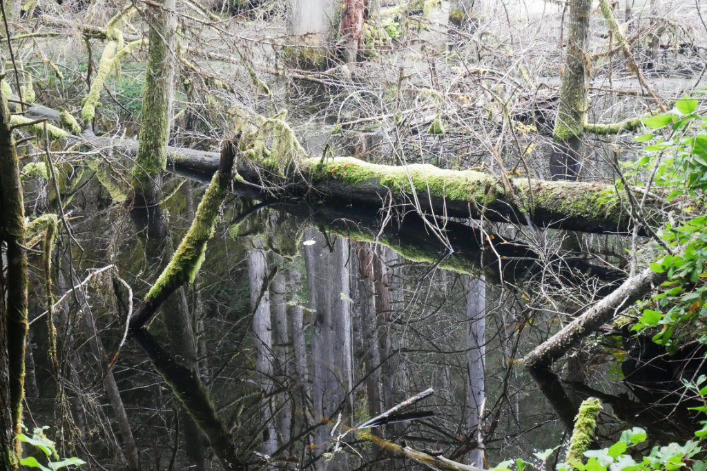 Bog on the way to Smugglers Cove