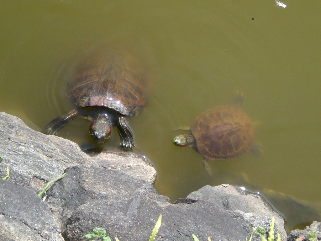 Sarusawaike tortoises