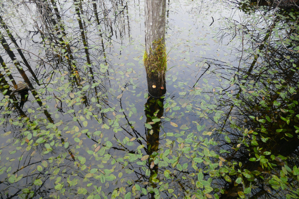 Very soggy bogland