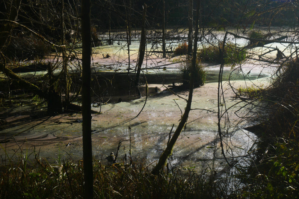 More oily bog