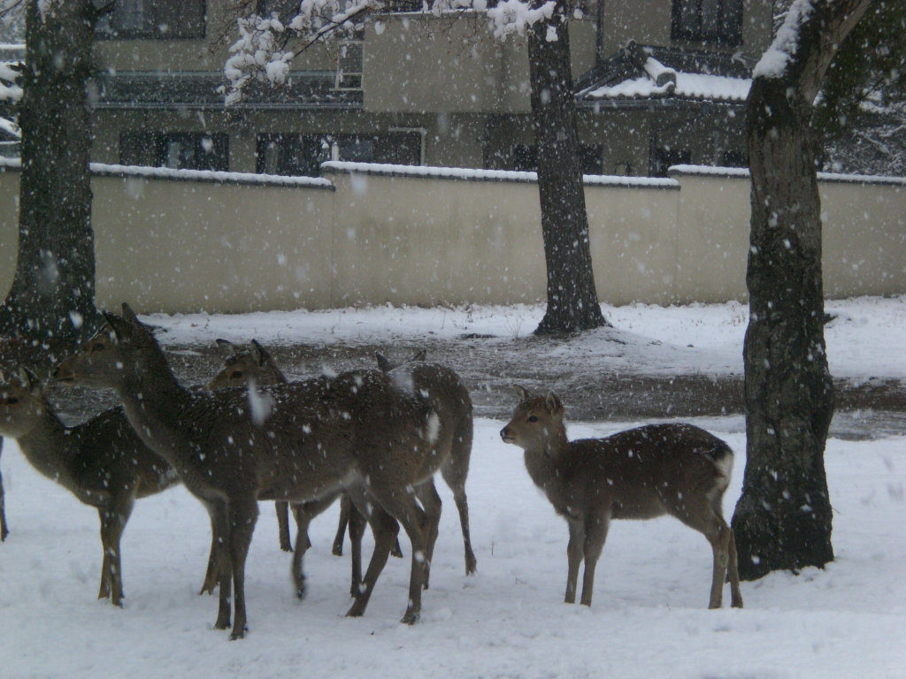 Nara Koen chilly deer