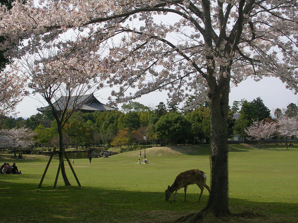 Nara koen sakura