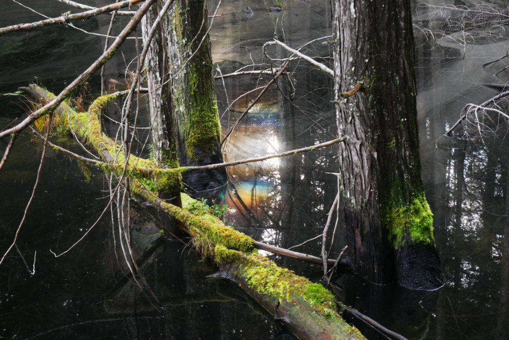 Rainbow oil in the smugglers cove bog