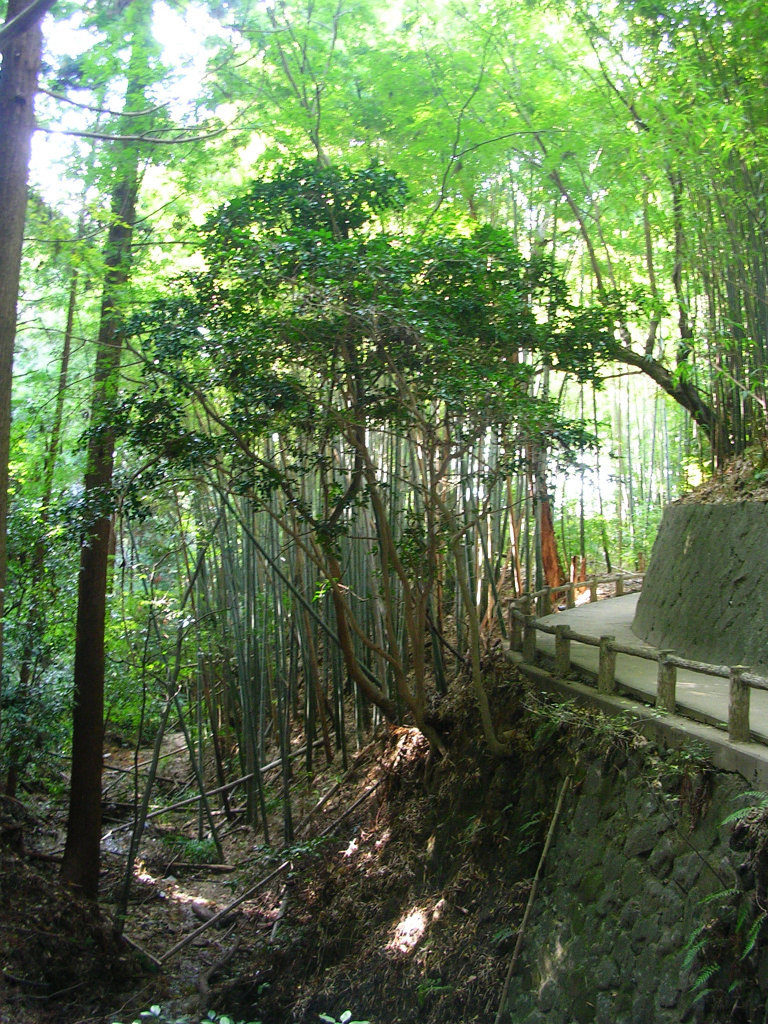 Yamanobe no michi bamboo forest