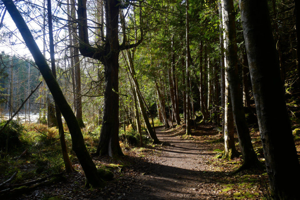 Forest on the way to smugglers cove