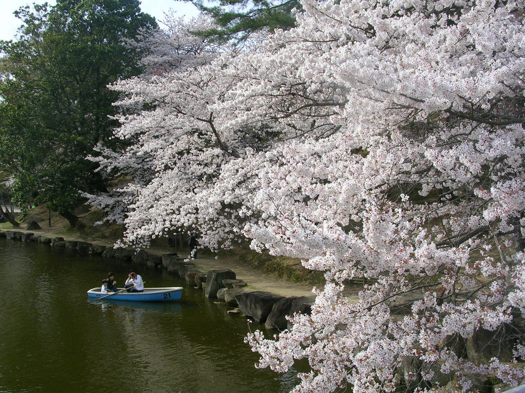 Rowing on Araike pond