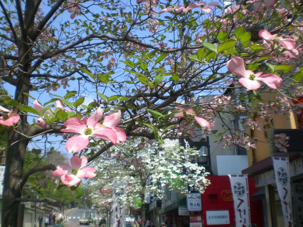 Flowers at edge of Nara machi