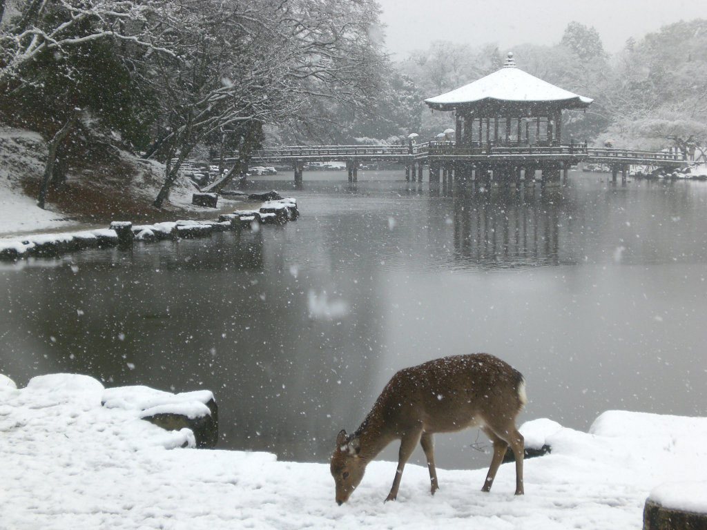 Araike pond in the snow and a deer