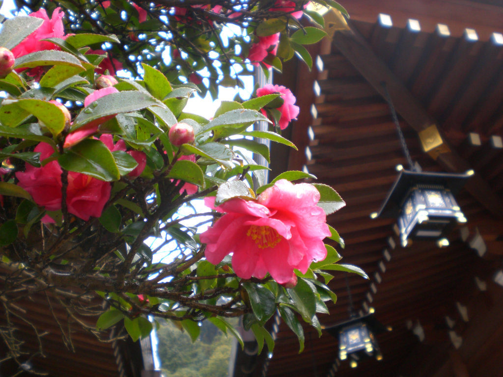 Omiwa jingu flowers