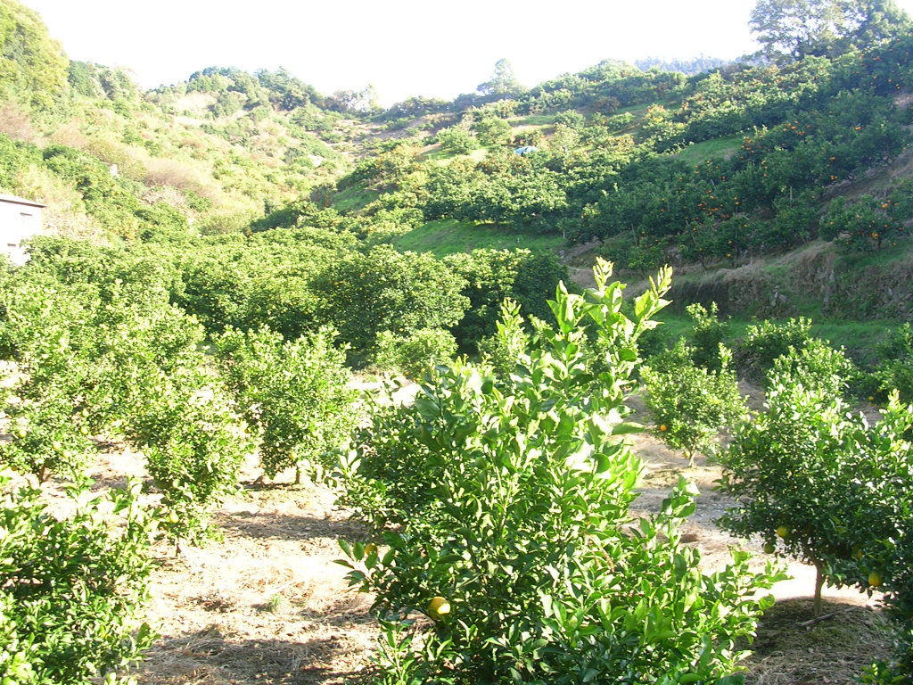 Mikan groves