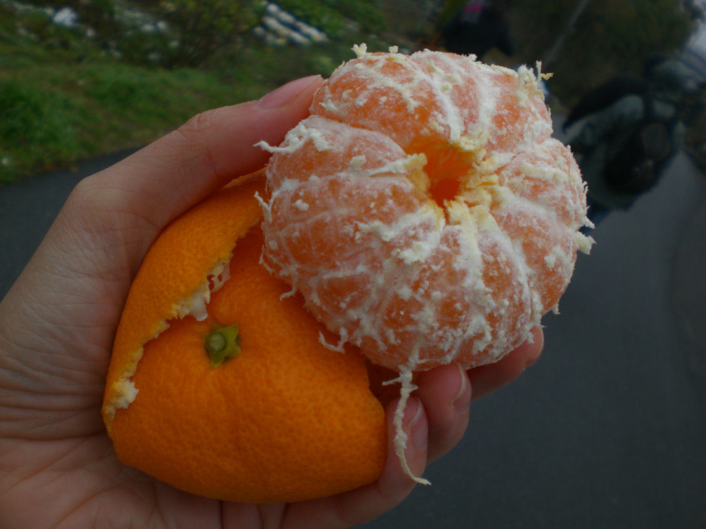 Mikan